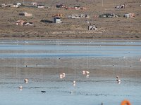 Op weg naar de Perito Moreno Gletsjer rijden wij langs het Argentino-meer en zien daar flamingo's.