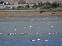 Terug in El Calafate zoeken wij bij het meer de flamingo's en de zwarthalszwanen nog even op.