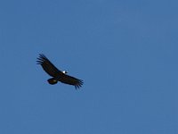 Gerda ziet ineens condors rondcirkelen.