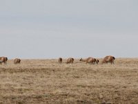 Onderweg zien wij een kudde guanacos.