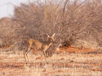 Bezoek van een springbokje op de camping.