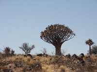 Kokerbomenwoud bij Keetmanshoop.