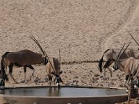 Drinkplaats bij Garub met Oryxen.