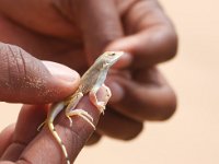 Namib hagedis.