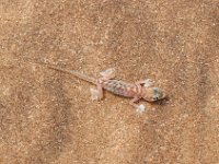 Gecko