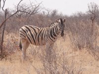 Steppenzebra.