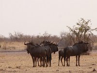 Wildebeesten (gnu)
