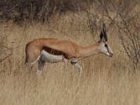 Sprinkbok