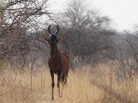 Hartebeest