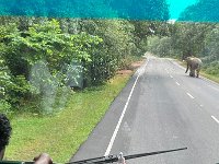 Op weg naar onze fietstocht zien we een bijzondere weggebruiker.
