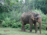 Onderweg naar de olifanten-opvang loopt deze olifant langs de weg achter schrikdraad.
