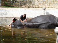 Bij de tempel van de Tand wordt een koninklijke olifant gewassen.
