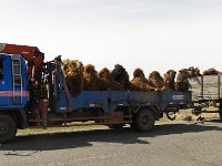 Een bijzonder geval van panne: een vracht kamelen met een klapband.