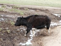 Wij zien de eerste yaks.